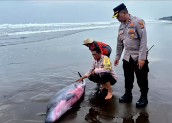 A Rare Visitor in Distress: Bali's Coastal Community Rallies to Save Stranded Whale 39 Sperm Whale Stranded in Jembrana, Bali