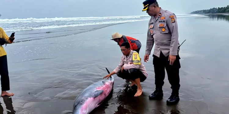 A Rare Visitor in Distress: Bali's Coastal Community Rallies to Save Stranded Whale 37 Sperm Whale Stranded in Jembrana, Bali