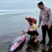 Sperm Whale Stranded in Jembrana, Bali