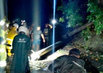 Photo: A fallen tree in Subuk Village, Busungbiu District, Buleleng, Bali, Thursday (January 15, 2026). (doc. Buleleng Regional Disaster Management Agency)