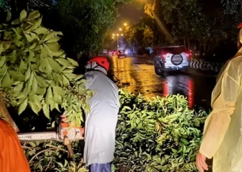 Photo of a fallen tree due to storms and severe weather in Bali. Officers remove a fallen tree in Denpasar, Tuesday evening (January 21, 2026). (Photo: Denpasar Regional Disaster Management Agency)