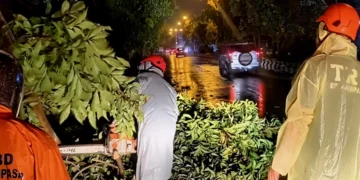 Photo of a fallen tree due to storms and severe weather in Bali. Officers remove a fallen tree in Denpasar, Tuesday evening (January 21, 2026). (Photo: Denpasar Regional Disaster Management Agency)