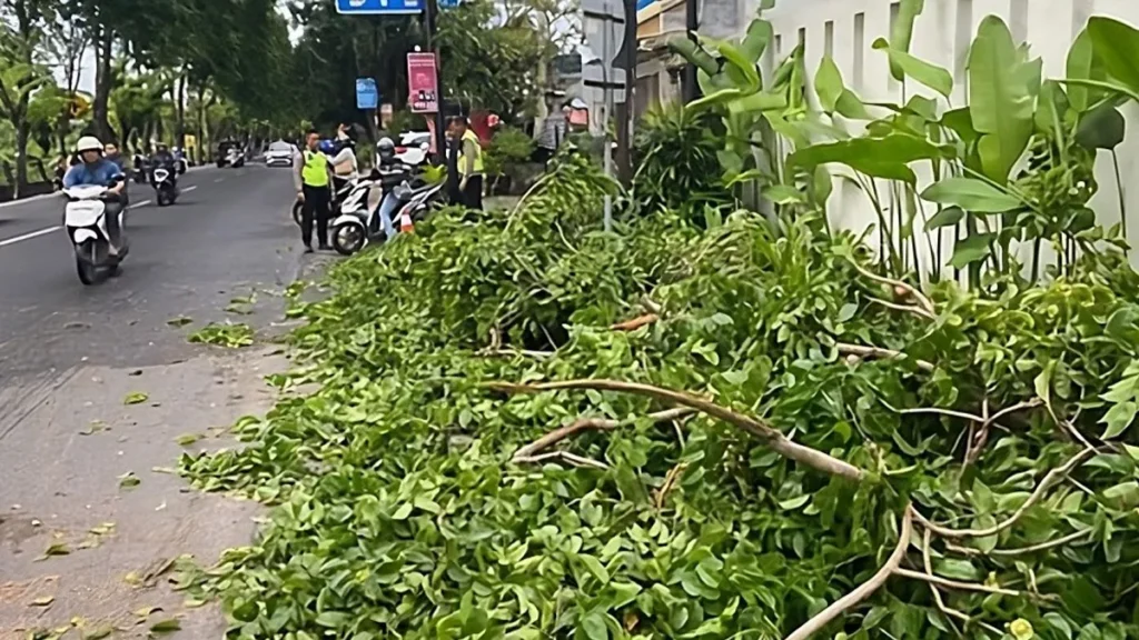 Sudden Gusts in Kuta Send Tree Branch Crashing onto Busy Road, Damaging Vehicles 1 Photo: Strong winds caused a tree branch to break and hit two motorcycles and one car on Jalan Raya Kuta. Tuesday (January 20, 2026). (Doc. Kuta Police)