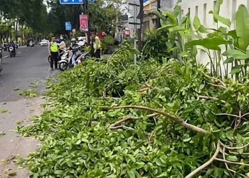 Photo: Strong winds caused a tree branch to break and hit two motorcycles and one car on Jalan Raya Kuta. Tuesday (January 20, 2026). (Doc. Kuta Police)