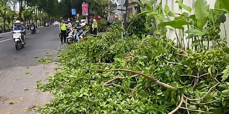 Photo: Strong winds caused a tree branch to break and hit two motorcycles and one car on Jalan Raya Kuta. Tuesday (January 20, 2026). (Doc. Kuta Police)