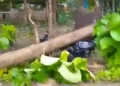 Photo: Screenshot of a video showing a fallen tree hitting a motorcycle in Labuan Bajo, West Manggarai, East Nusa Tenggara, Thursday (January 15, 2026). (IST)