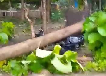 Photo: Screenshot of a video showing a fallen tree hitting a motorcycle in Labuan Bajo, West Manggarai, East Nusa Tenggara, Thursday (January 15, 2026). (IST)