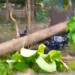 Photo: Screenshot of a video showing a fallen tree hitting a motorcycle in Labuan Bajo, West Manggarai, East Nusa Tenggara, Thursday (January 15, 2026). (IST)