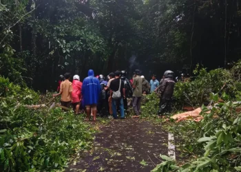 The process of clearing fallen trees on Sembalun Main Road, East Lombok, West Nusa Tenggara, Thursday (January 15, 2026).