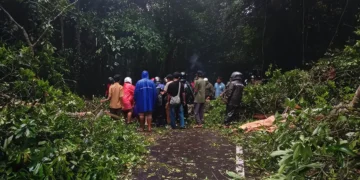The process of clearing fallen trees on Sembalun Main Road, East Lombok, West Nusa Tenggara, Thursday (January 15, 2026).