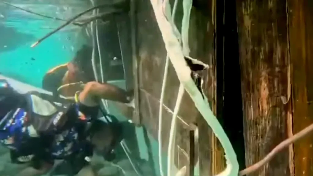 Screenshot of a video of the search at the Putri Sakinah shipwreck in Komodo on January 6, 2026 - Inside the Wreck: Exclusive Underwater Footage Reveals Final Sweep of the Sunken 'Putri Sakinah'