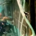 Screenshot of a video of the search at the Putri Sakinah shipwreck in Komodo on January 6, 2026 - Inside the Wreck: Exclusive Underwater Footage Reveals Final Sweep of the Sunken 'Putri Sakinah'