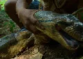New Giant Anaconda Species
