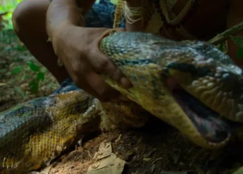 New Giant Anaconda Species