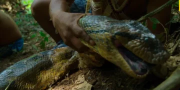New Giant Anaconda Species