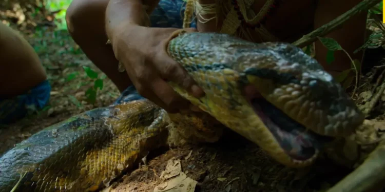 New Giant Anaconda Species