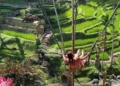 One of the tourists is trying out the swing activity in Ubud, Bali.