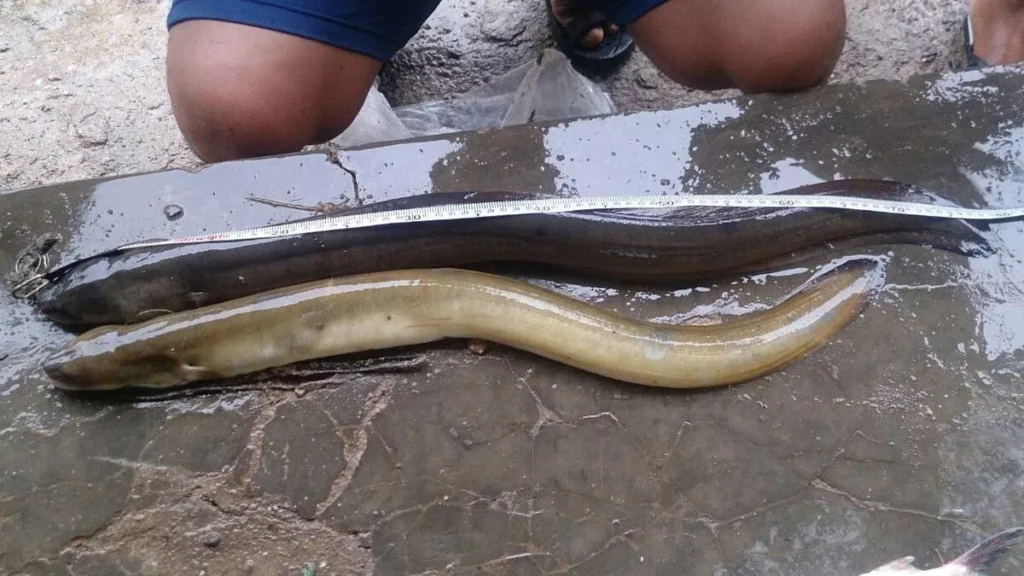 Beyond Salmon: Indonesia's Eel Holds One of the World's Richest Sources of Omega-3 1 Photo: Eel. (Doc. dkpp.bulelengkab)