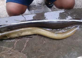 Photo: Eel. (Doc. dkpp.bulelengkab)