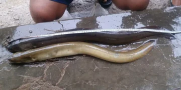 Photo: Eel. (Doc. dkpp.bulelengkab)