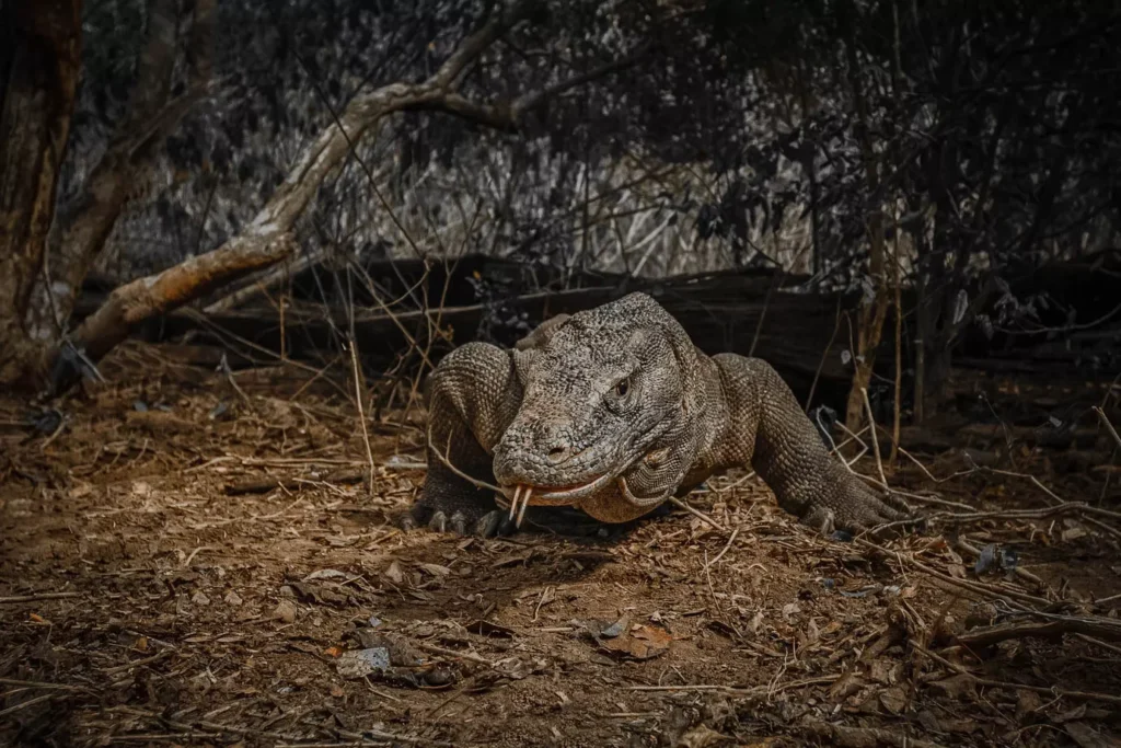 Photos of Komodo dragons in Komodo National Park, Labuan Bajo