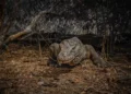Komodo National Park Access Halted: Labuan Bajo Extends Tourist Boat Ban Until February 4 Amid Severe Storm Threat 48 Photos of Komodo dragons in Komodo National Park, Labuan Bajo