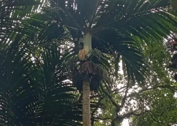 Bali's Vanishing Palm: Scientists Race to Save a Species Sacred to Hindu Ceremonies 39 Nyabah Palm