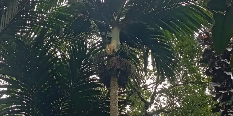 Nyabah Palm