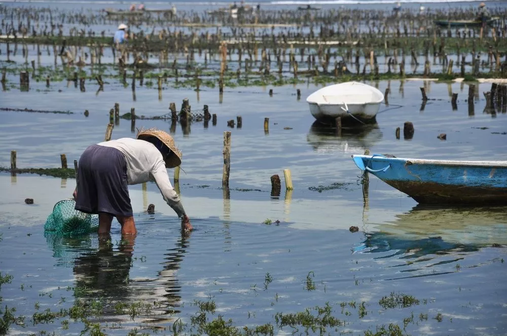 Nusa Ceningan Guide: Best Things to Do on Bali’s Quiet Island Escape 41
Photo of Seaweed Farms in Nusa Ceningan which is one of the tourist attractions (IST)