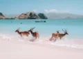 Pink Beach at Komodo National Park (Photograph: Lee Risar / Shutterstock)