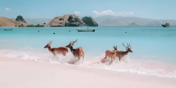 Pink Beach at Komodo National Park (Photograph: Lee Risar / Shutterstock)