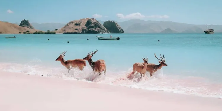 Pink Beach at Komodo National Park (Photograph: Lee Risar / Shutterstock)