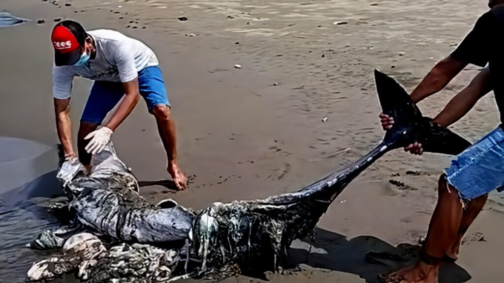 Photo: Kurma Asih Marine and Fisheries Ministry volunteers bury the carcass of a suspected long-nosed dolphin (Delphinus capensis tropicalis) that washed ashore on Perancak Beach, Negara District, Jembrana, Bali, Thursday (March 26, 2026). (Doc. Kurma Asih Marine and Fisheries Ministry)