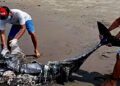 Photo: Kurma Asih Marine and Fisheries Ministry volunteers bury the carcass of a suspected long-nosed dolphin (Delphinus capensis tropicalis) that washed ashore on Perancak Beach, Negara District, Jembrana, Bali, Thursday (March 26, 2026). (Doc. Kurma Asih Marine and Fisheries Ministry)