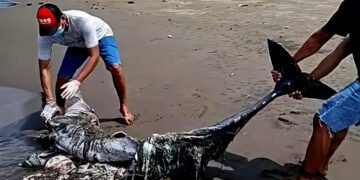 Photo: Kurma Asih Marine and Fisheries Ministry volunteers bury the carcass of a suspected long-nosed dolphin (Delphinus capensis tropicalis) that washed ashore on Perancak Beach, Negara District, Jembrana, Bali, Thursday (March 26, 2026). (Doc. Kurma Asih Marine and Fisheries Ministry)