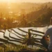 Illustration photo of a tourist looking at a stretch of rice fields and intending to buy land in Bali (Freepik)