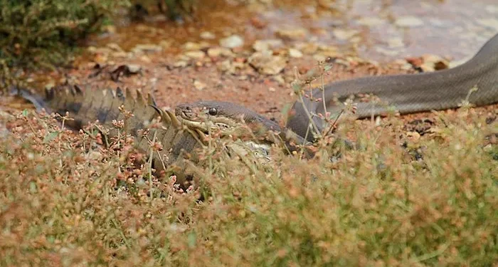 1. A python stalks its prey along the water's edge, coiled and ready to strike without warning.