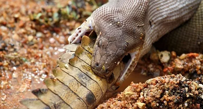 9. Slowly, the crocodile vanishes—just the tip of its tail still visible outside the python’s mouth.