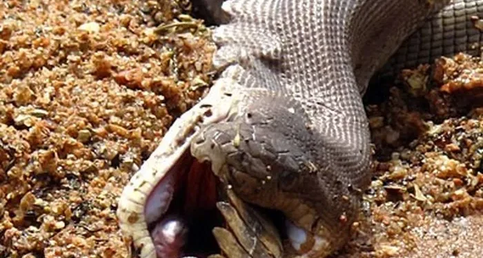 11. The crocodile is nearly gone, moments away from being fully consumed.