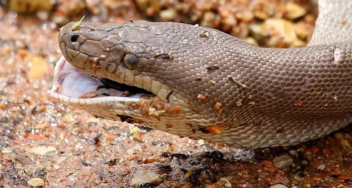 13. With the crocodile fully swallowed, the python seems to pause—almost as if savoring its victory.