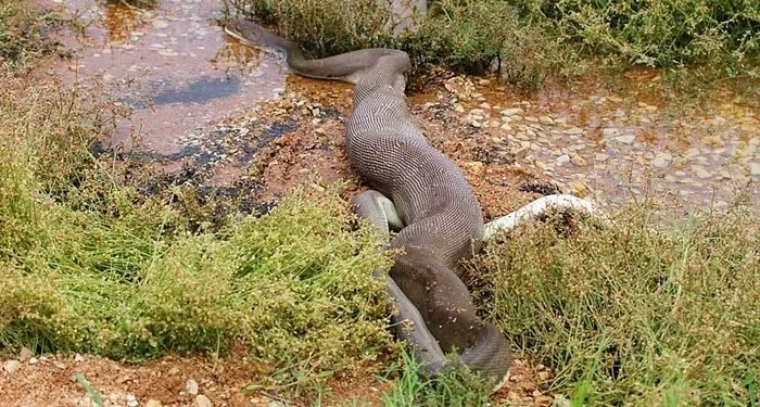 14. The snake, now heavy with its prey, moves with effort, slowly disappearing into the dense marsh grass.