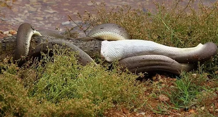 2. In a flash of movement, the snake’s body coils around the crocodile with crushing force.