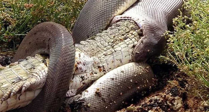 4. The python drags its prey toward the bank before the slow process of consumption begins.