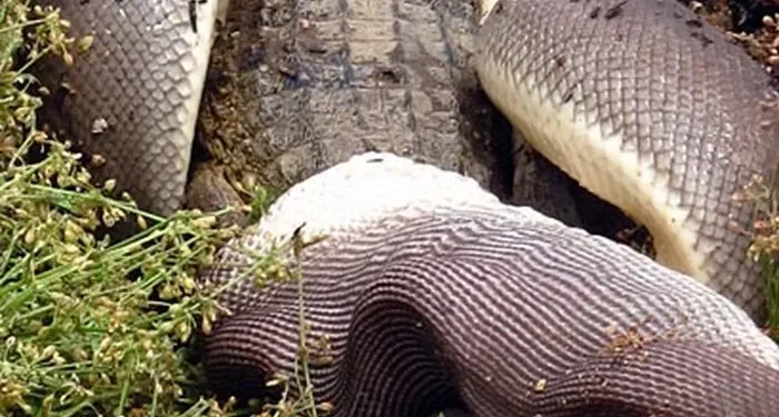 6. Bit by bit, the crocodile disappears into the snake’s expanding jaws.