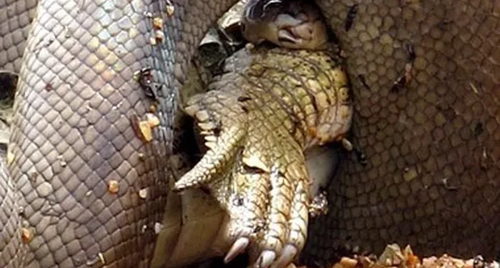 5. Though its teeth are hidden, the python’s grip is unbreakable—every coil holds fast.