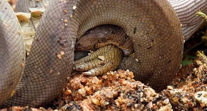 7. The python’s body writhes as its mouth stretches impossibly wide.