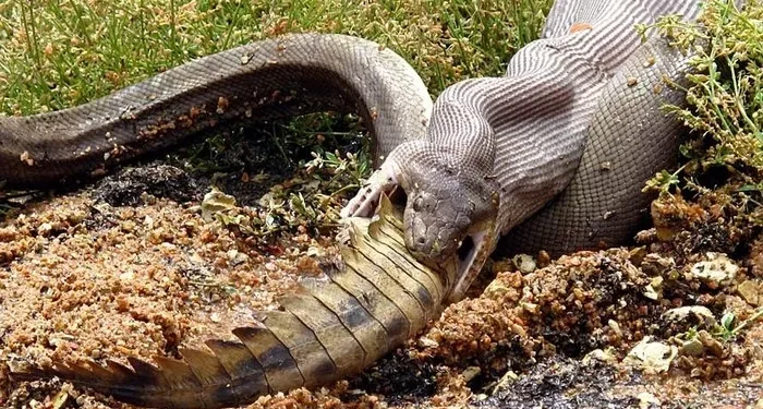 8. Only the crocodile’s tail remains visible; the rest has already been swallowed.