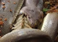 10. A python’s jaws can open far wider than its own head, a feat of anatomy that makes this possible.