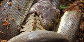 10. A python’s jaws can open far wider than its own head, a feat of anatomy that makes this possible.