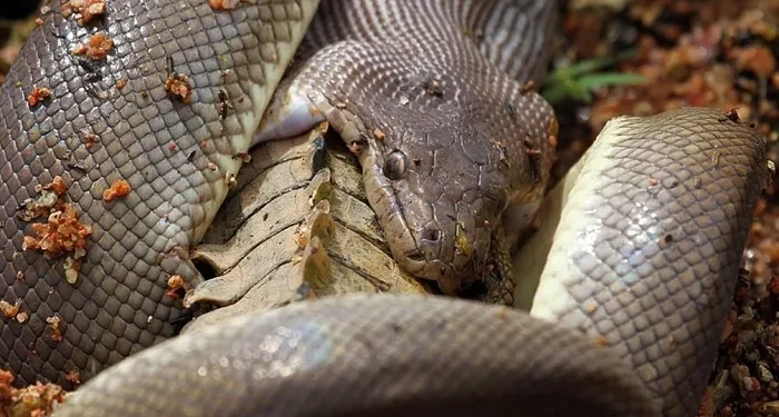 10. A python’s jaws can open far wider than its own head, a feat of anatomy that makes this possible.